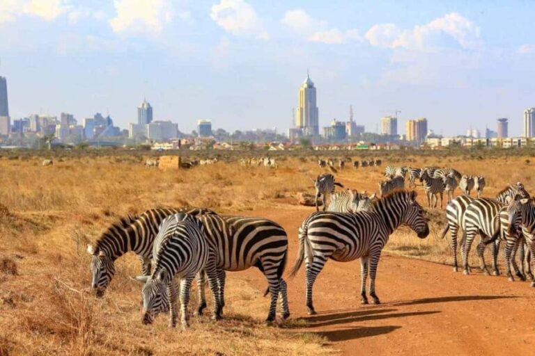 Nairobi National Park Half Day Guided Tour - Who Will Love This Tour?