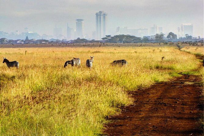 Nairobi National Park: Half Day Guided Tour From Nairobi - The Value of the Experience