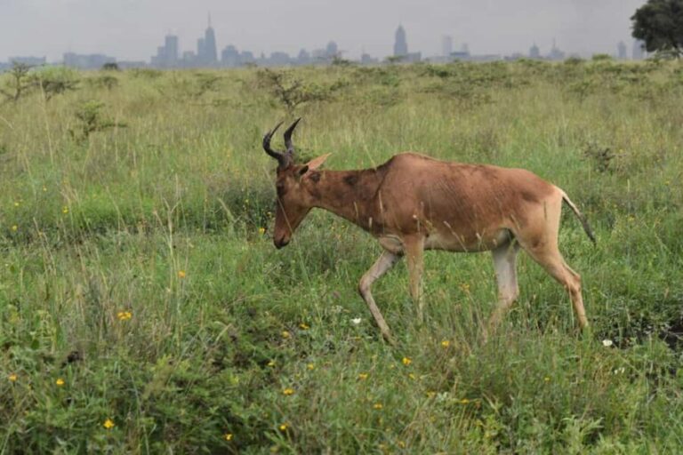 Nairobi: National Park Half-Day Tour - What to Expect on the Tour