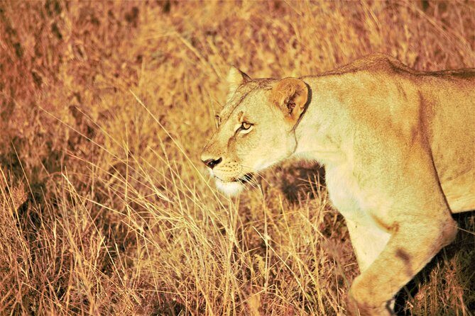 Nairobi National Park Half Day Tour - Who Will Love This Tour?