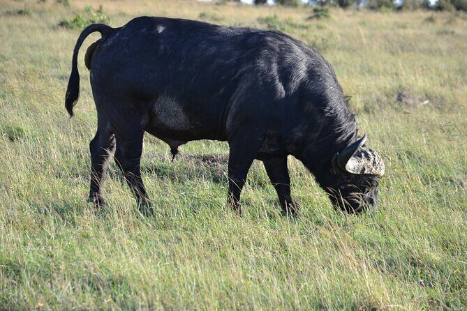 Nairobi National Park Half Day Tour - What You Should Know Before Booking