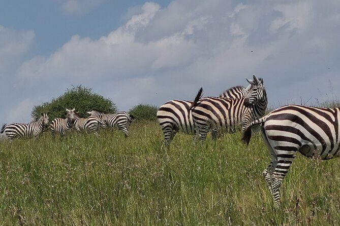 Nairobi National Park Half Day Tour - What’s Included and Not