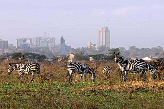 Nairobi National Park Half Day Tour - A Deep Dive into the Experience