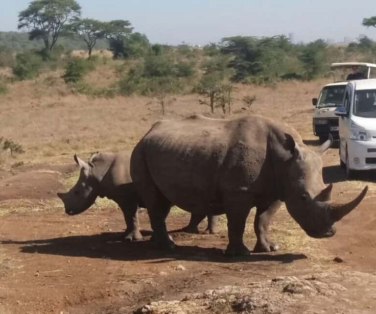 Nairobi: National Park Half-Day Tour with Free Wifi - What to Expect from Your Nairobi National Park Half-Day Tour