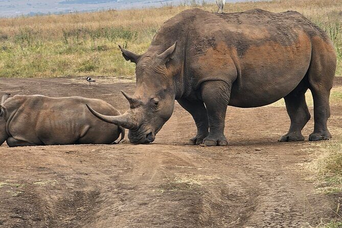 Nairobi National Park Half Day Tour with Landcruiser with Pickup - Who Is This Tour Best For?
