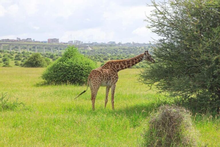 Nairobi National Park: Layover Tour in a 4X4 Safari Vehicle - Authentic Insights from Travelers