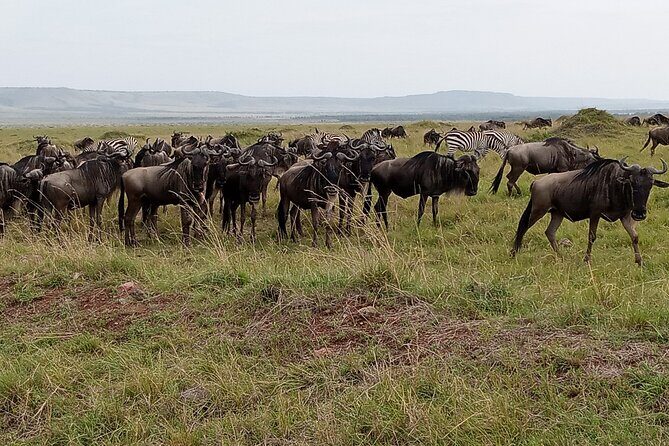 Nairobi National Park Morning Game Drive - Why Nairobi National Park Stands Out