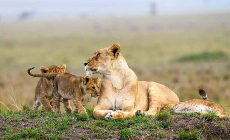 Nairobi National Park Morning or Evening Game Drive - Why This Tour Works