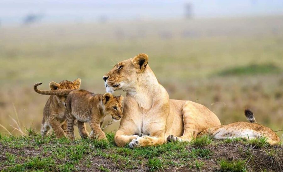Nairobi National Park Morning or Evening Game Drive - Why This Tour Works