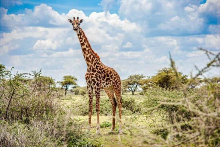 Nairobi: National Park & Optional Elephants & Giraffe Center - What Does This Tour Mean for You?