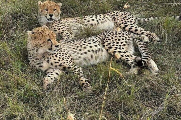 Nairobi National Park Private Half Day Tour with Pick up - The Value of Personalized Service