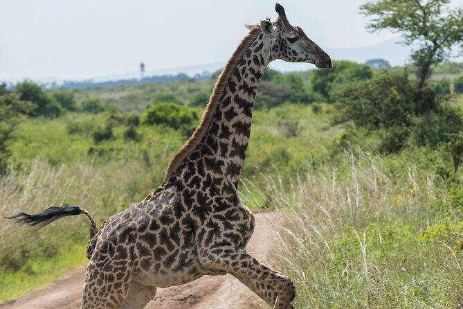 Nairobi National Park Private Half Day Tour - Who Is This Tour Best For?