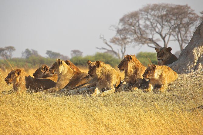 Nairobi National Park private safari in a 4*4 landcruiser - FAQs