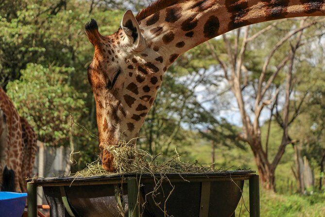 Nairobi National Park Private Safari - Who Will Love This Tour?