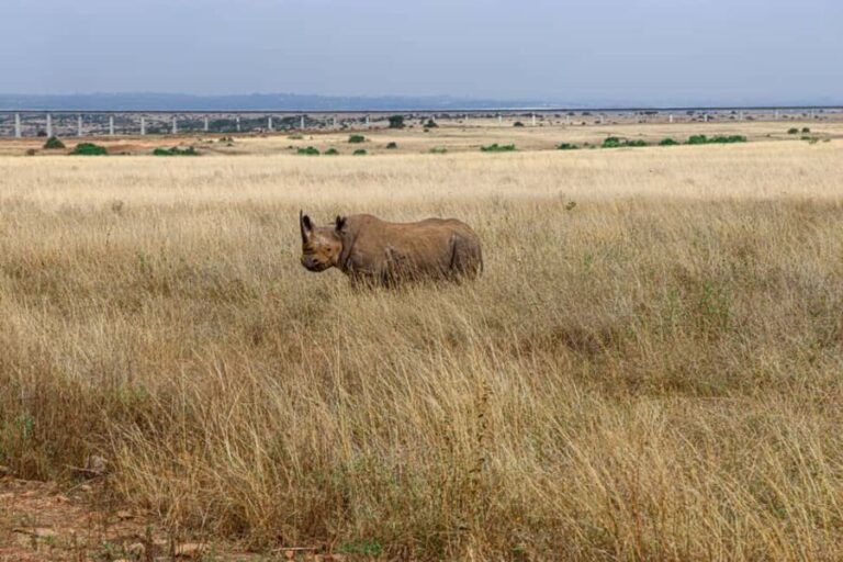 Nairobi: National Park Private Tour in 4X4 Jeep - The Practical Side: Transportation and Booking
