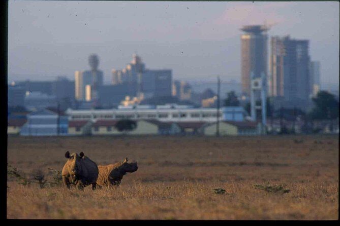 Nairobi National Park Safari - What to Expect on the Itinerary