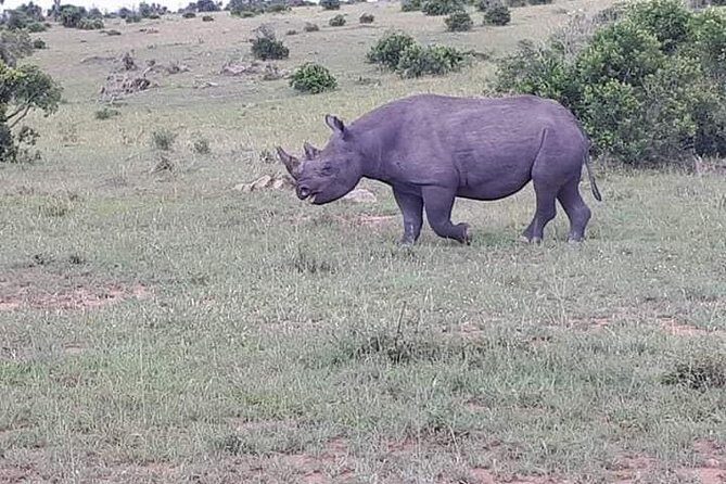 Nairobi National Park Safari - Who Should Consider This Tour?