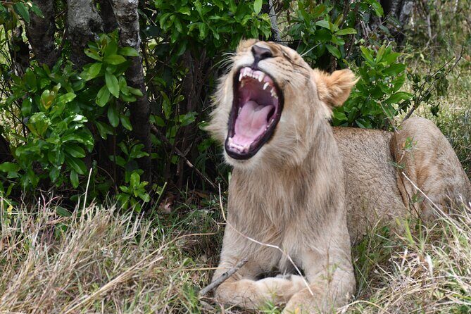 Nairobi National Park Shared Tour - Who Should Book This Tour?