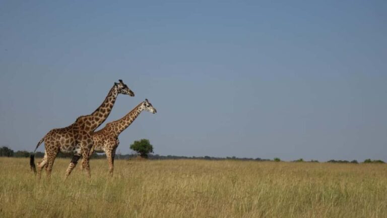 "Nairobi: National Park, Sheldrick, Giraffe Center & Bomas" - Feeding Giraffes at the Giraffe Center