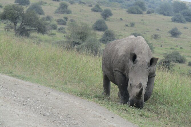 Nairobi National Park Sheldrick & Giraffe Centre Day Trip - The Itinerary in Detail: What You Can Expect