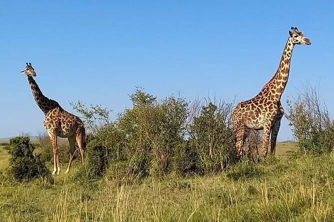 Nairobi National park sun rise game drive with pickup & drop-off - Why We Think This Tour Works