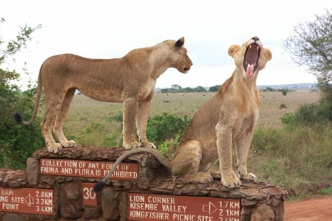 Nairobi National Park Tour - What to Expect on the Game Drive