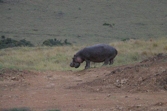 Nairobi National Park Tour - The Itinerary: What’s Included
