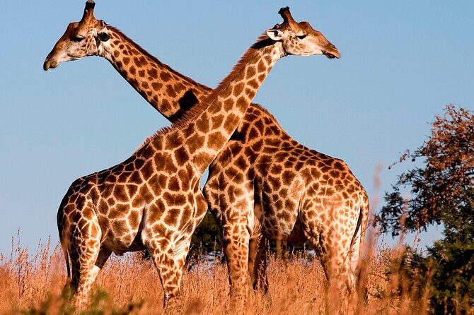 Nairobi National Park Tour - Who should consider this tour?