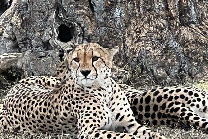 Nairobi National Park Tour From 0600hrs - 1130hrs or From 1300hrs - 1800hrs - An In-Depth Look at the Tour Experience