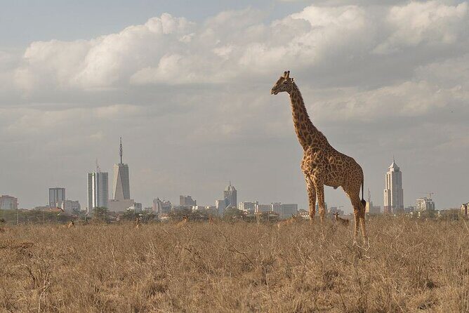 Nairobi National Park Tour - Value for Money