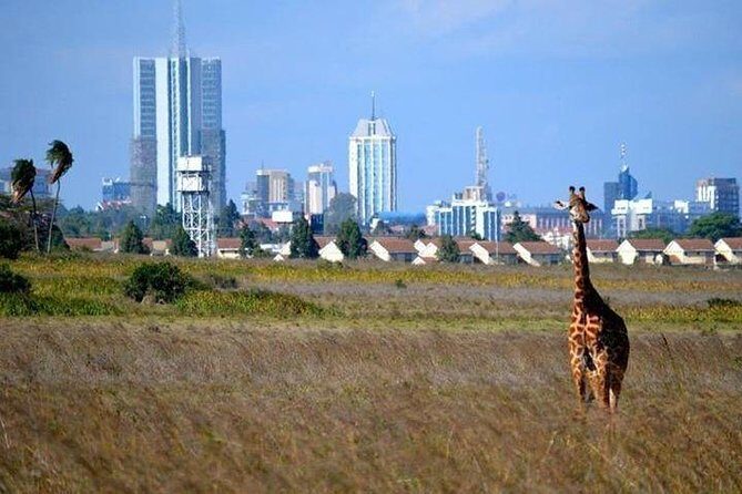 Nairobi National Park,Elephant Orphanage, Giraffe Center and Karen Blixen Museum - Elephant Orphanage: Saving Kenya’s Gentle Giants