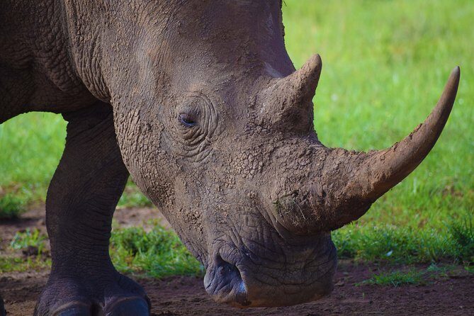 Nairobi National Park,Giraffe Centre, Karen Blixen Museum. - Why Choose This Tour?