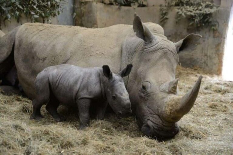 Nairobi: Ol Pejeta Day Tour from Nairobi - What Travelers Can Expect