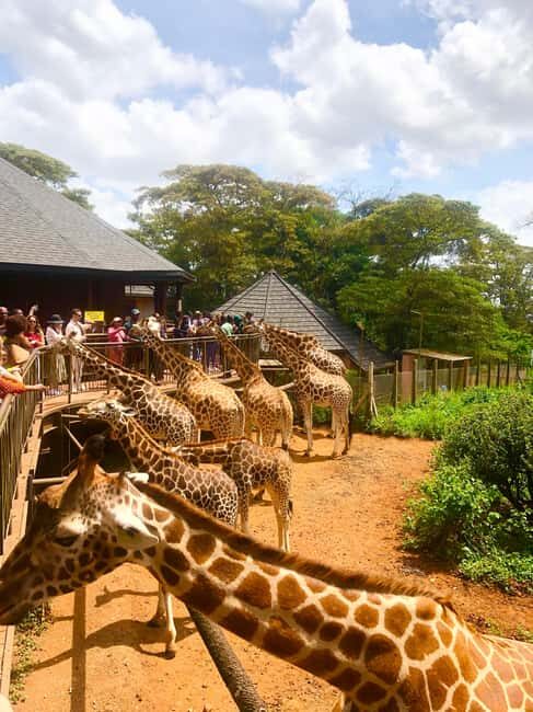 Nairobi Park, Elephant Sanctuary, & Giraffe Center Tour - FAQs