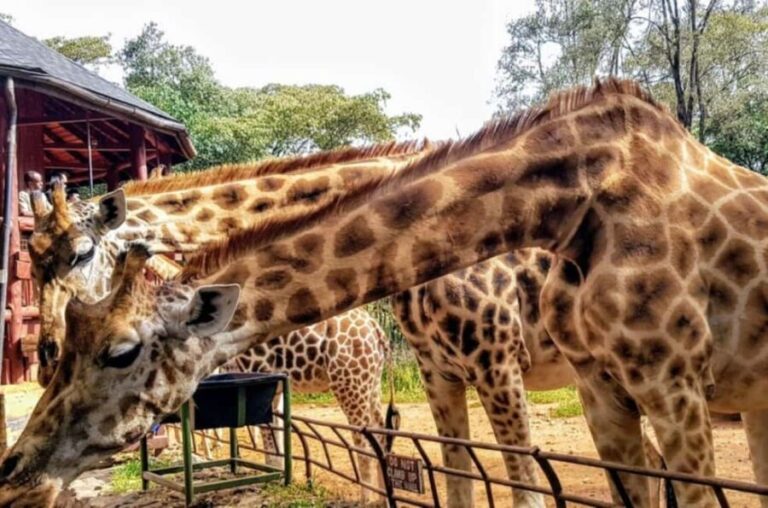Nairobi Park, Optional Giraffe Centre & Sheldrick Orphanage - Visiting the Sheldrick Elephant Orphanage