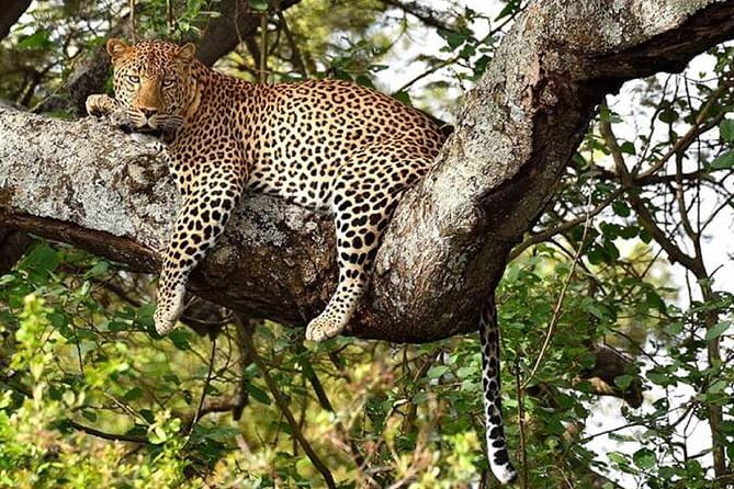 Nairobi park, steamark birds, Girraffe center & bomas - Who Should Book This Tour?