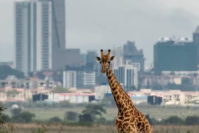 Nairobi Park Wildlife Safari - What Makes the Nairobi National Park Safari Special?