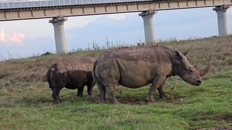 Nairobi: Private Game Drive in Nairobi National Park - A Closer Look at the Experience