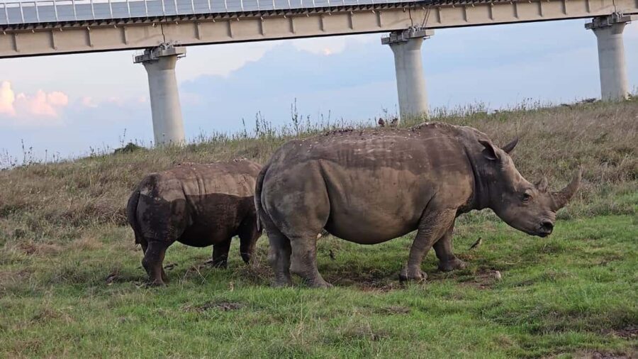 Nairobi: Private Game Drive in Nairobi National Park - A Closer Look at the Experience