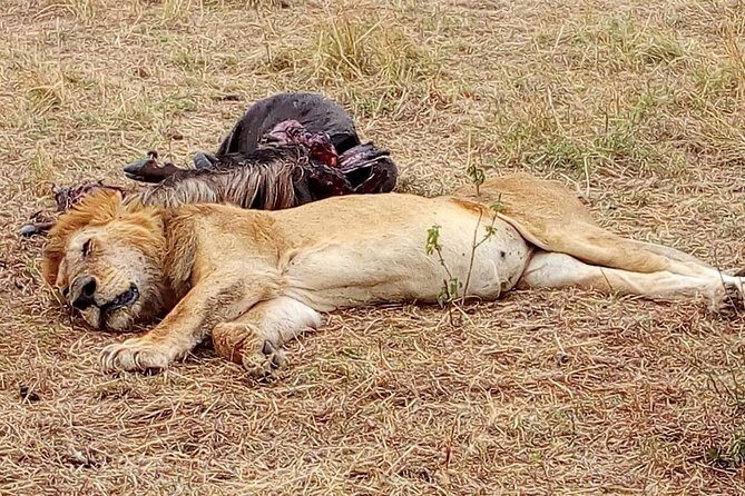 Nairobi safari walk half day tour - Value for Money