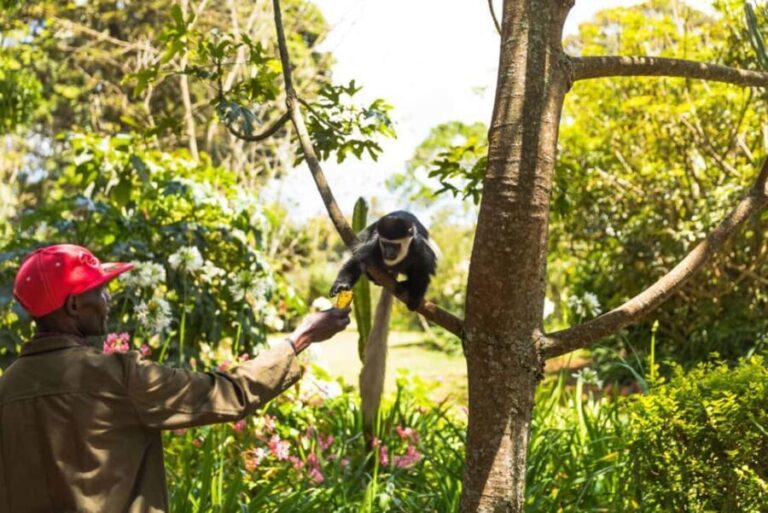 Nairobi: Tea Farm Tour with Forest Walk and Lunch - An In-Depth Look at the Nairobi Tea Farm Tour