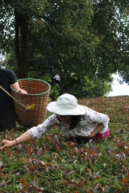 Nairobi: Tea Farm Tour with Waterfall Hike at Gatura Greens - Why We Think This Tour Offers Good Value