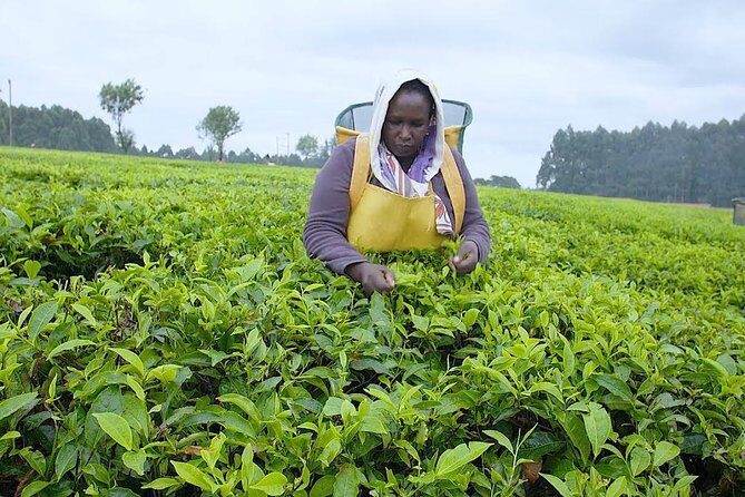 Nairobi to Kiambethu Tea Farm Tour - The Itinerary in Detail