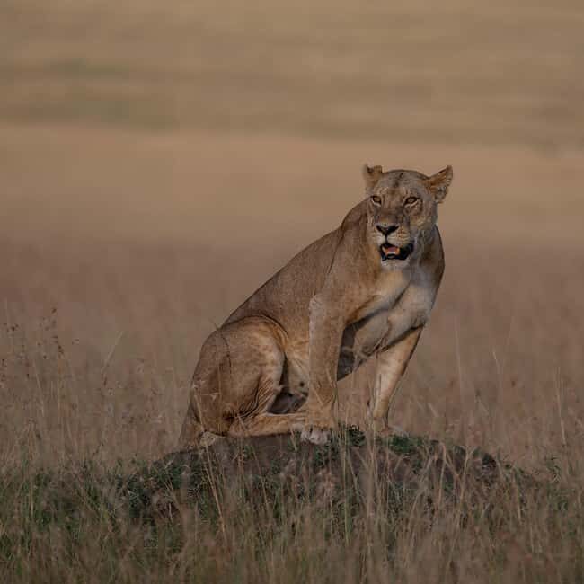 Nairobi to Maasai Mara Daytrip - AW - The Itinerary in Detail