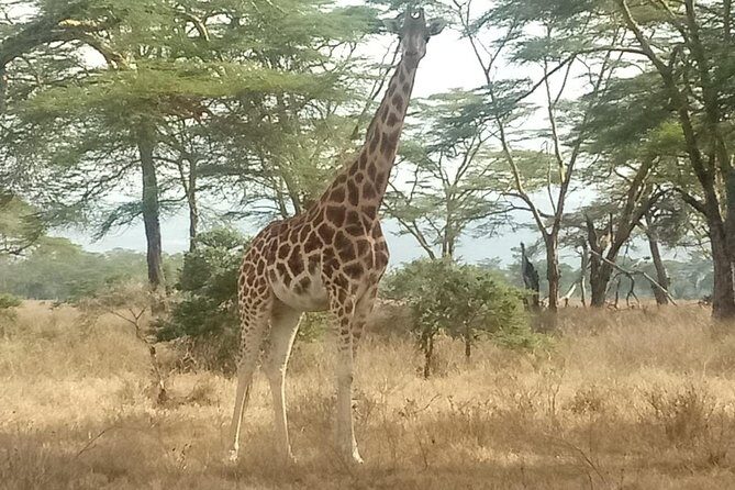 Nairobi tour and giraffe centre - Why It Represents Good Value