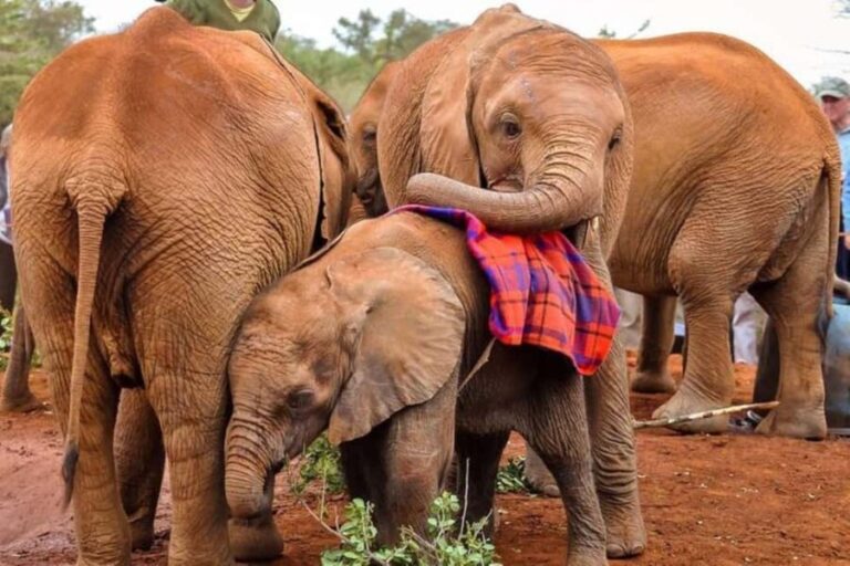 Nairobi Tours with Different Options - Exploring the Tour in Detail