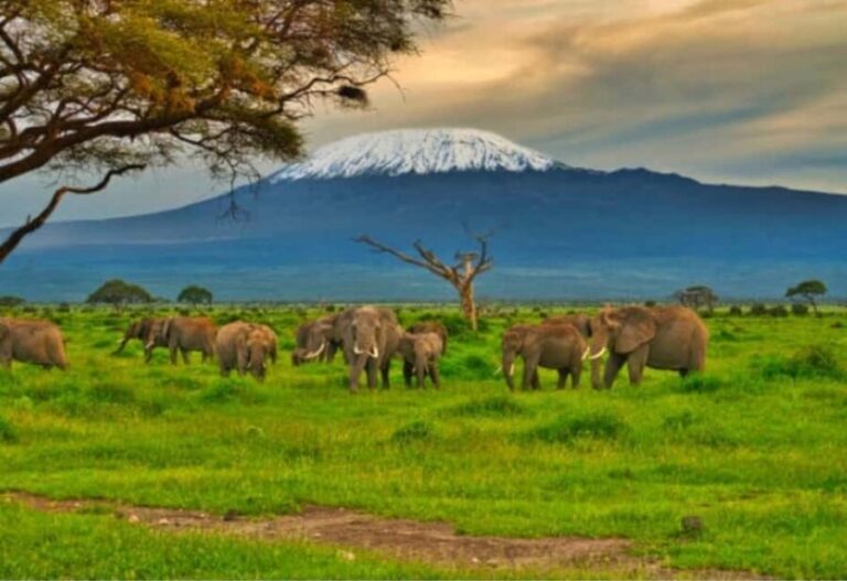 Nairobi:Day trip to Amboseli National park & Maasai village - Transportation and Group Dynamics
