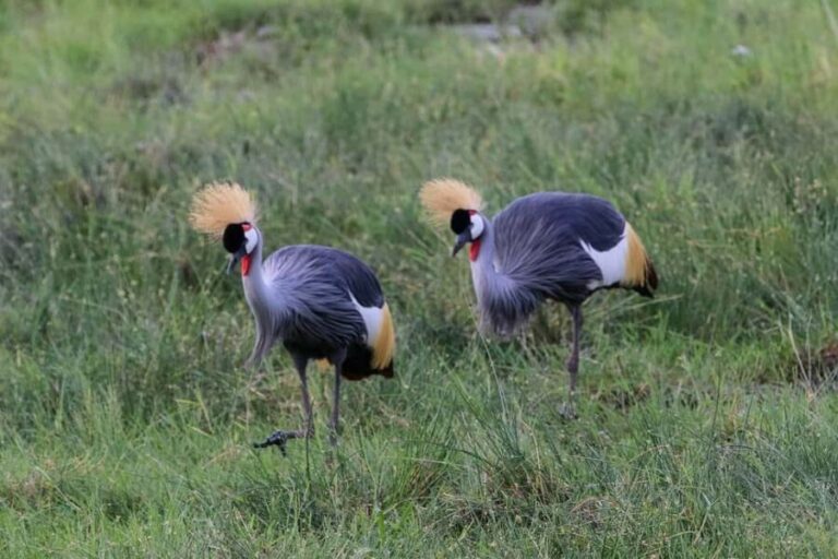 Nairobi:Group Joining Overnight Safari to Amboseli Park - FAQ