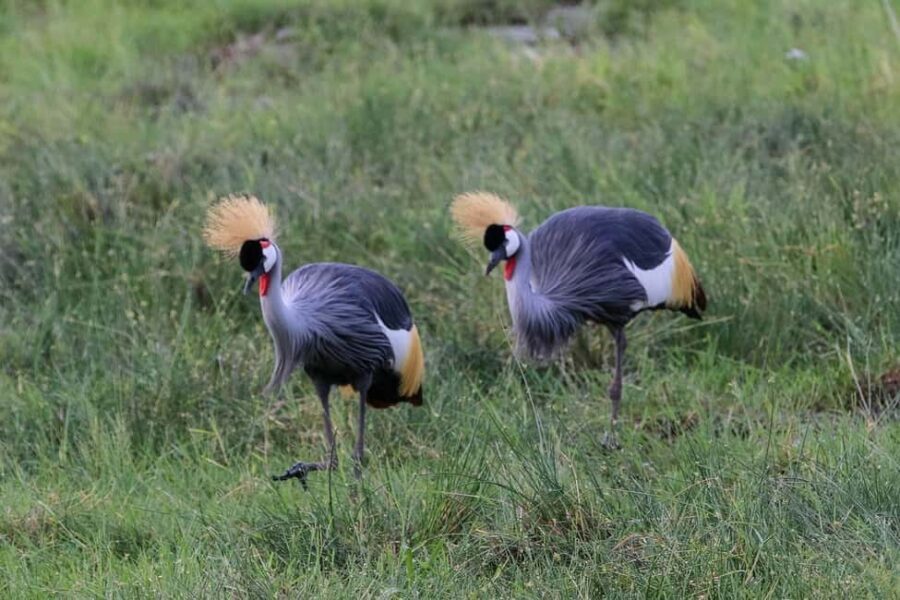 Nairobi:Group Joining Overnight Safari to Amboseli Park - FAQ