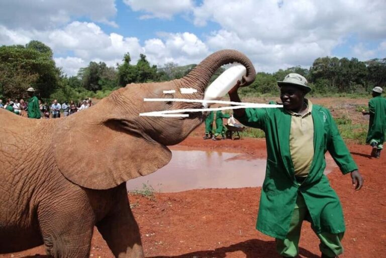 Nairobi:Nairobi national park,David sheldrick,GiraffeCenter - Wildlife and Conservation Highlights: What Makes This Tour Stand Out